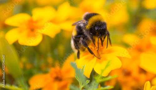 Bumblebee collects nectar from a yellow flower. Bumblebee on a flower. Small insect.