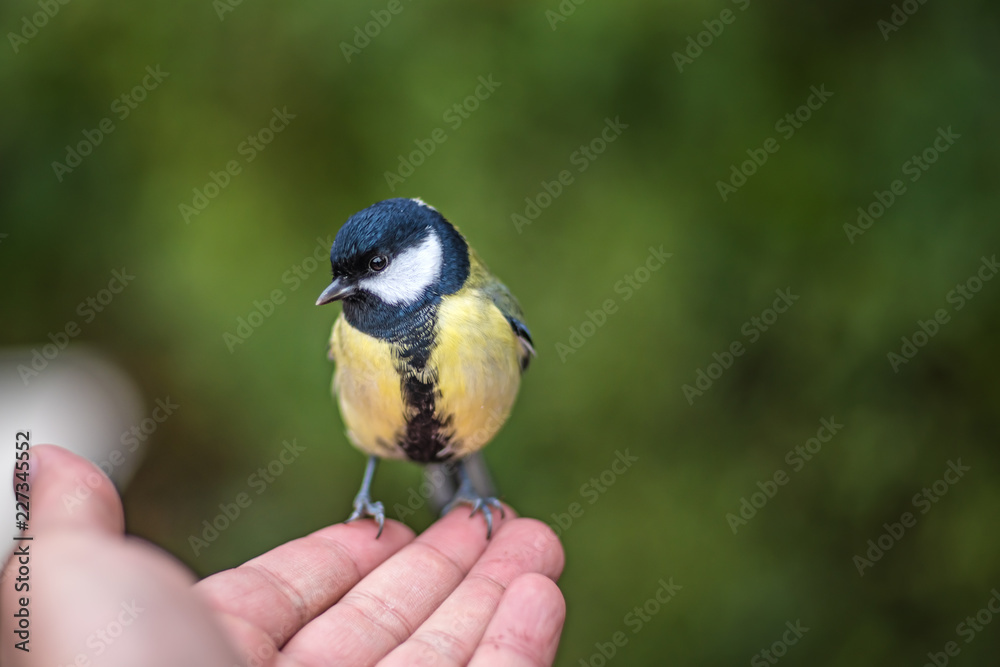 Fototapeta premium Little bird tit sitting on the outstretched palm
