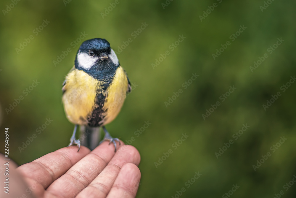 Obraz premium Little bird tit sitting on the outstretched palm