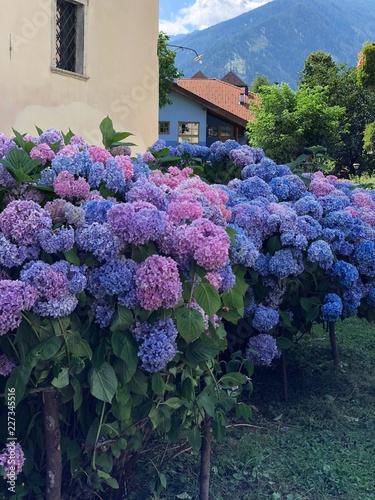 ortensie fiori bellissimi profumo quadro fiori fiorito blu viola colori  photo