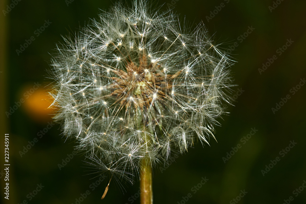 Dandelion in the flowering period is shown in close-up. Selected individual seeds with air legs, which are detached from the flower under gusts of wind. Macro, Russia, Moscow region, nature, flowers. Dandelion in the flowering period is shown in close-up. Selected individual seeds with air legs, which are detached from the flower under gusts of wind. Macro, Russia, Moscow region, nature, flowers.
