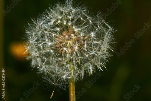 Dandelion in the flowering period is shown in close-up. Selected individual seeds with air legs  which are detached from the flower under gusts of wind. Macro  Russia  Moscow region  nature  flowers.