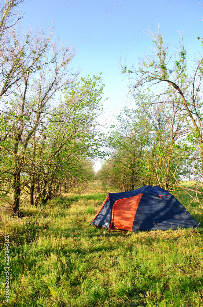 Tent in the forest in summer