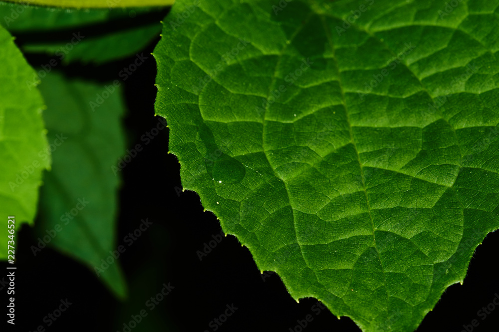 Texture " Green jasmine leaf "/Beautiful texture of jasmine leaf. Green
