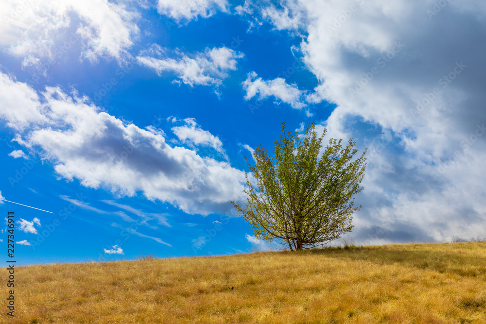 Fototapeta premium Tree