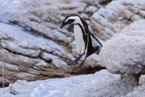 penguin Spheniscus demersus in south africa  photo
