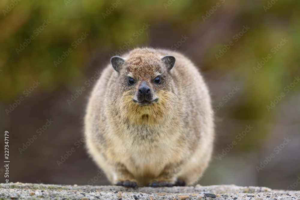 Naklejka premium cute Dassie sitting on cliff - Klippschliefer Africa Safari