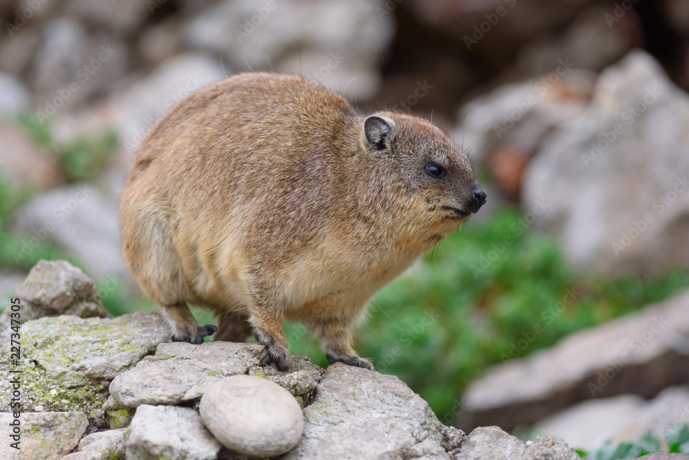 Naklejka premium cute Dassie sitting on cliff - Klippschliefer Africa Safari 