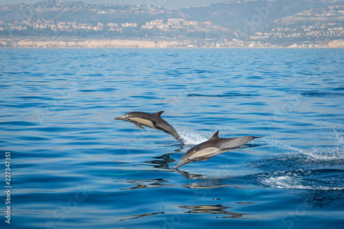 Dolphins playing and leaping