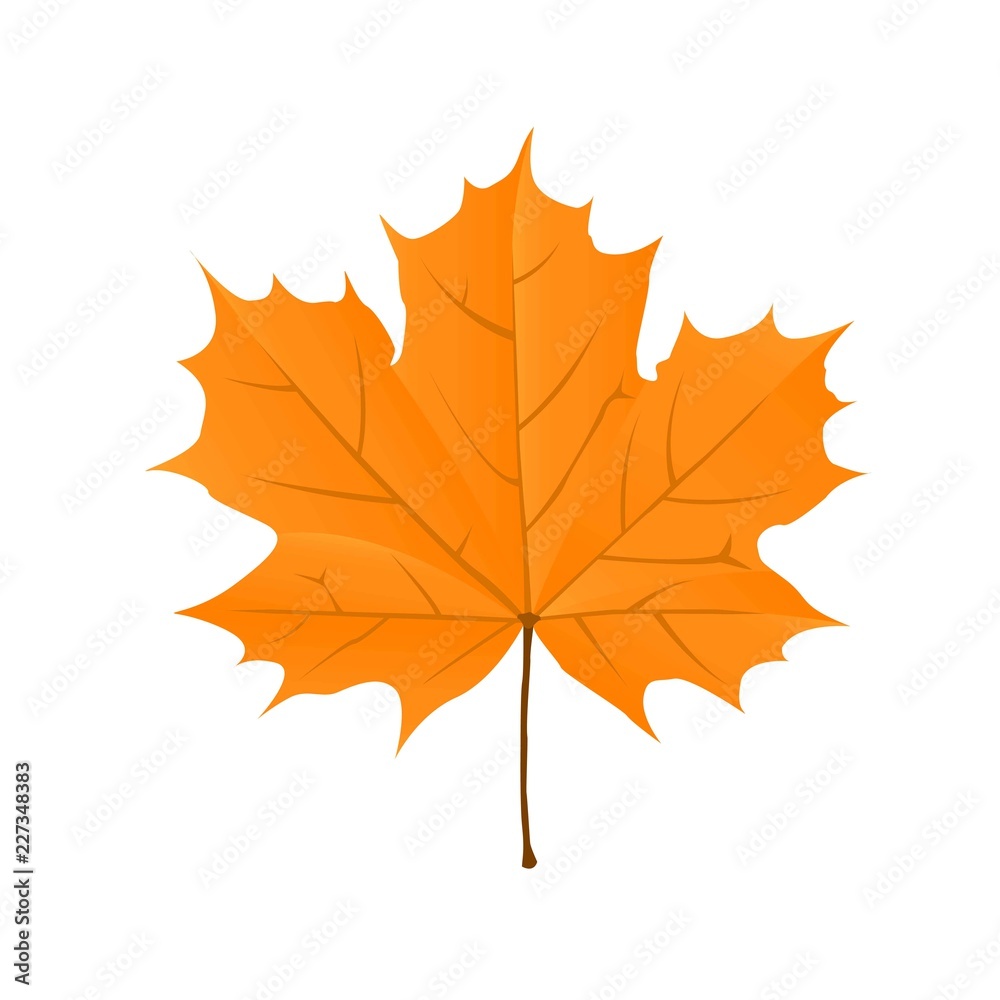 Autumn bright orange maple leaf on a white background. Vector illustration