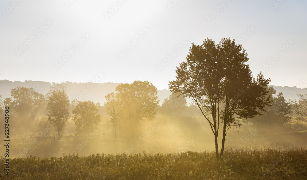 Tree Backlit by Sun on Foggy Morning in Field