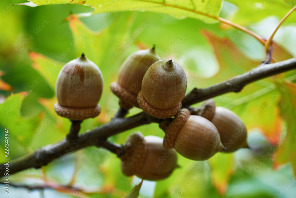 Obraz premium Acorns on the tree. Autumn time.