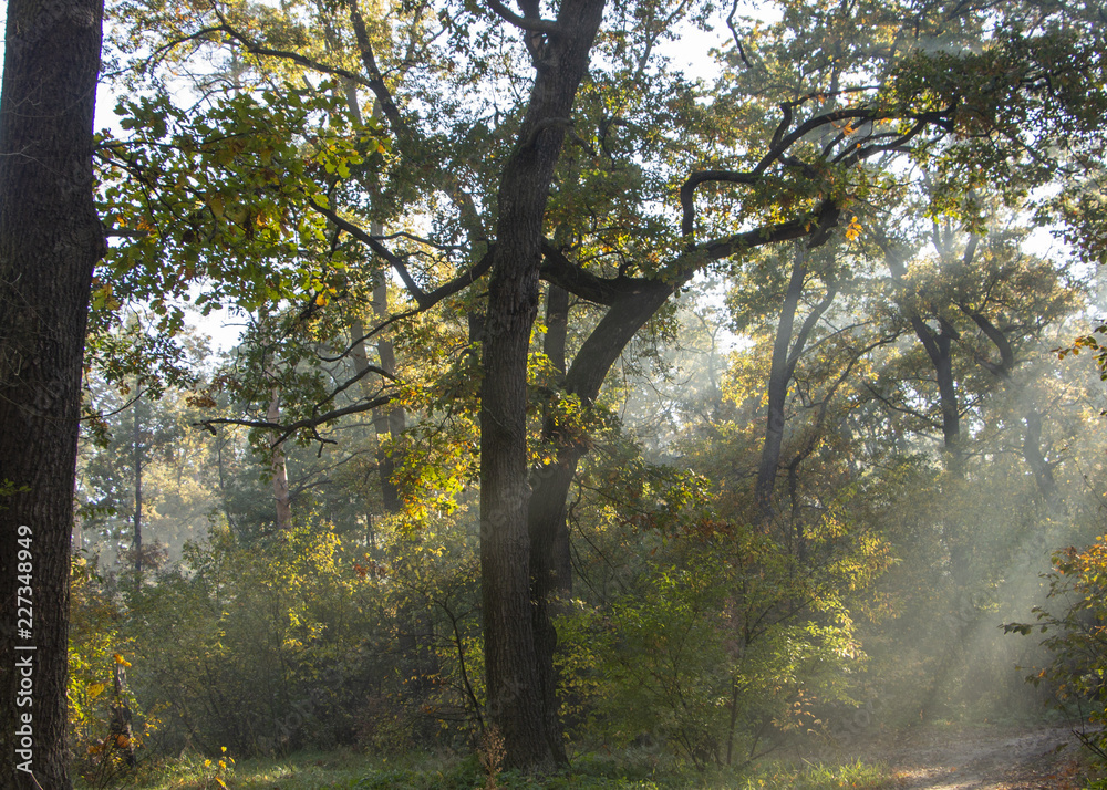 Obraz premium Morning freshness in a beautiful autumn face, a ray of sunshine passes through the branches of redays at dawn