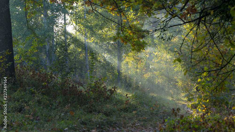 Obraz premium Morning freshness in a beautiful autumn face, a ray of sunshine passes through the branches of redays at dawn