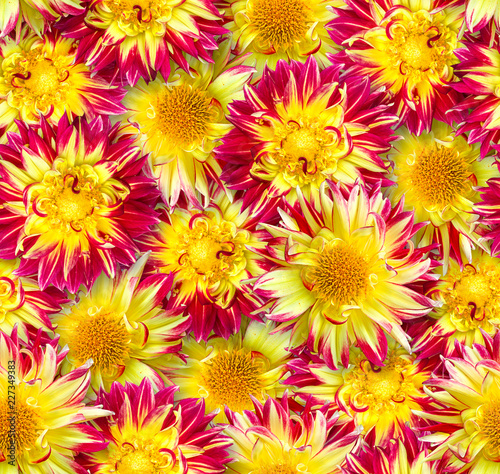 Seamless floral pattern. Chaotic arrangement of flowers. Red and yellow dahlia flower.