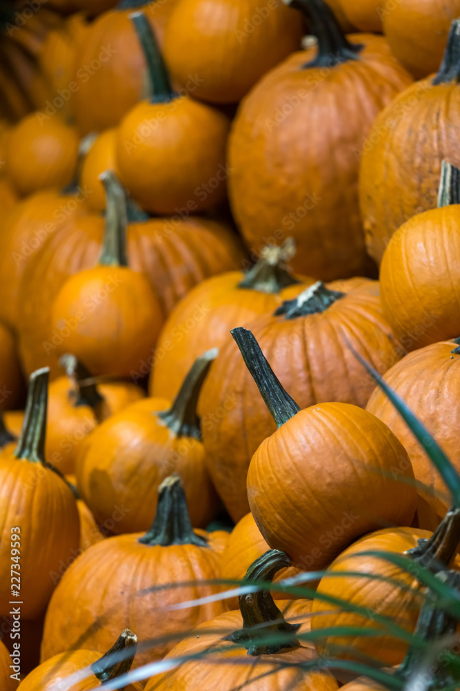 Pumpkins as a symbol of Thanksgiving