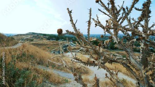 Carduus crispus. Dried thistle thorny plant on the outskirts of the city. The plant sways in the wind. photo