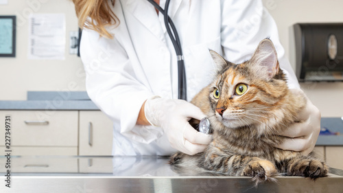 Cat on Exam Table With Veterinarian photo