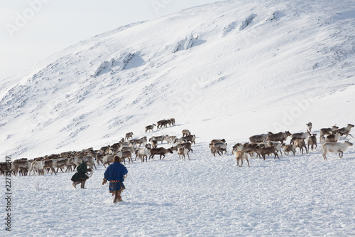 Nenets reindeer mans catches reindeers on a winter day