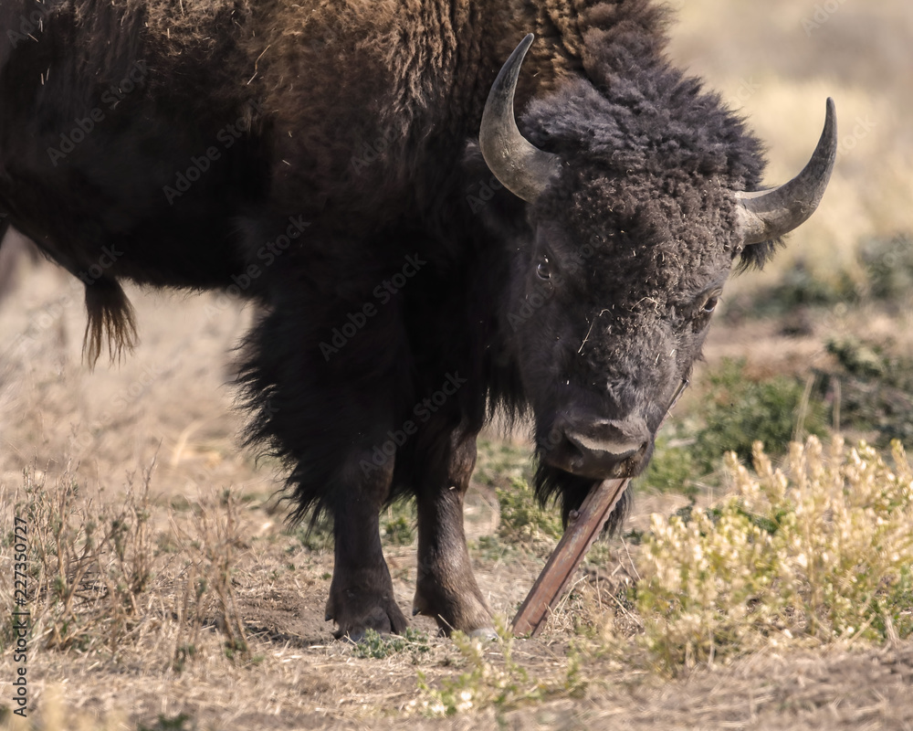 Bison Bison