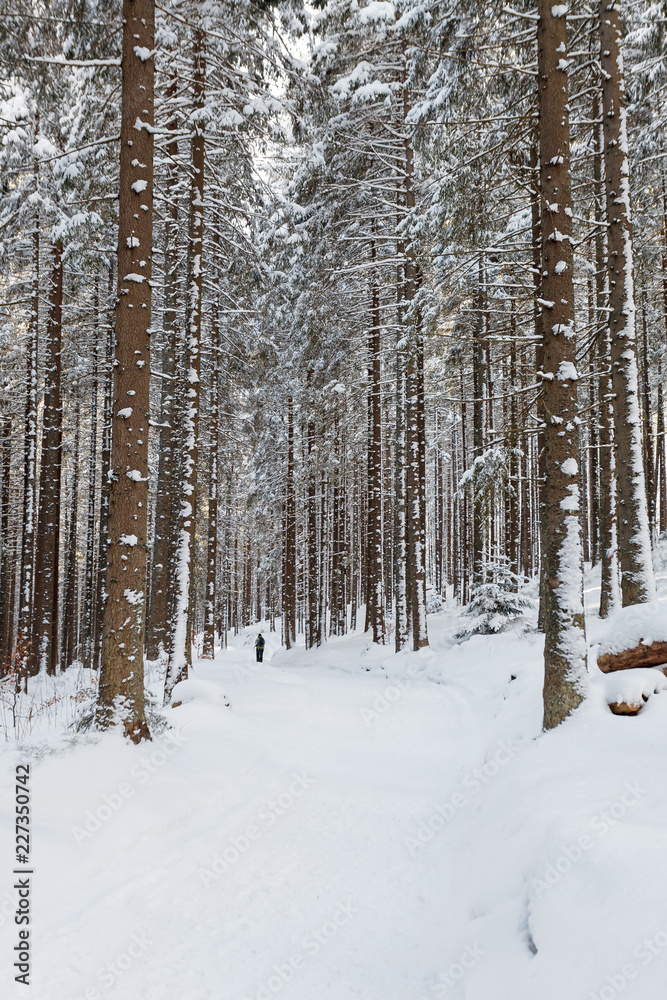 Lonely tourist walking through winter forest Lonely tourist walking through winter forest