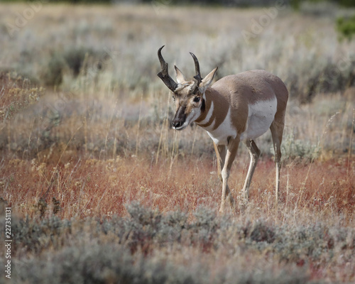 Pronghorn