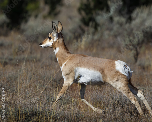 Pronghorn