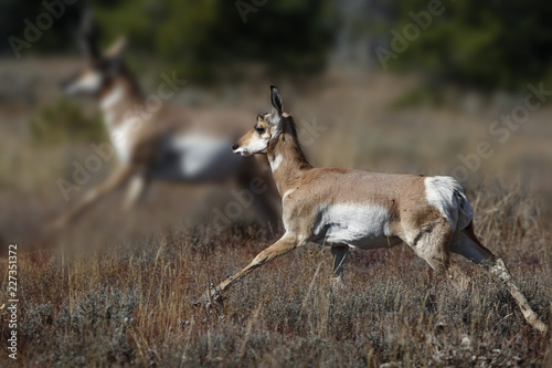 Pronghorn