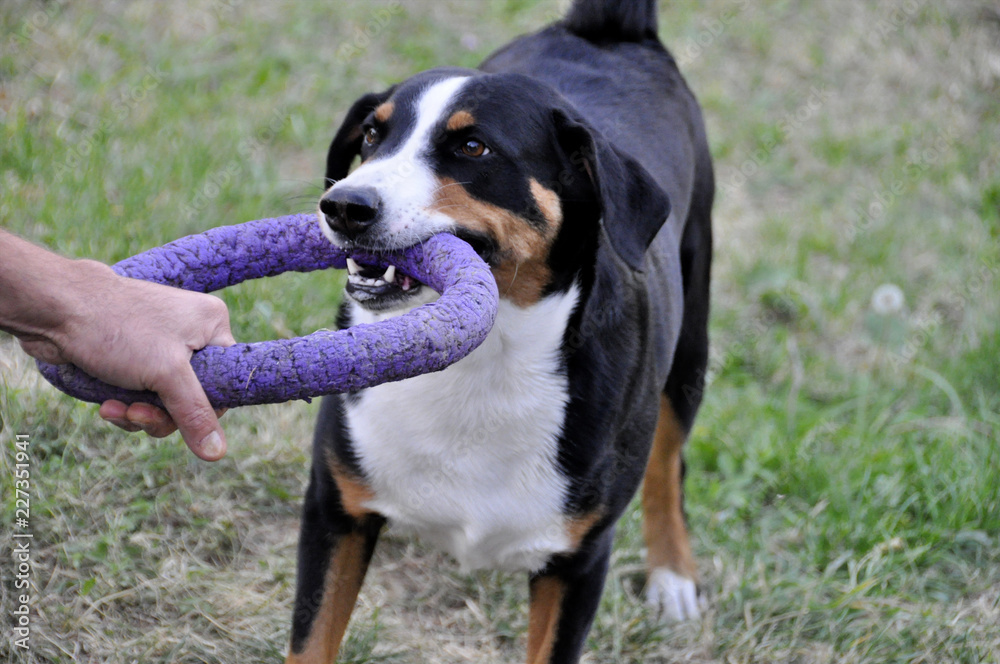 man playing Appenzell cattle dog in a bright ring on the grass man playing Appenzell cattle dog in a bright ring on the grass