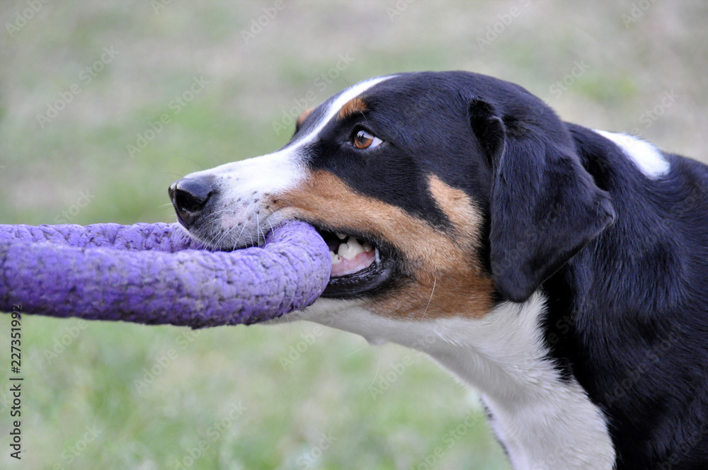 man playing Appenzell cattle dog in a bright ring on the grass. man playing Appenzell cattle dog in a bright ring on the grass.