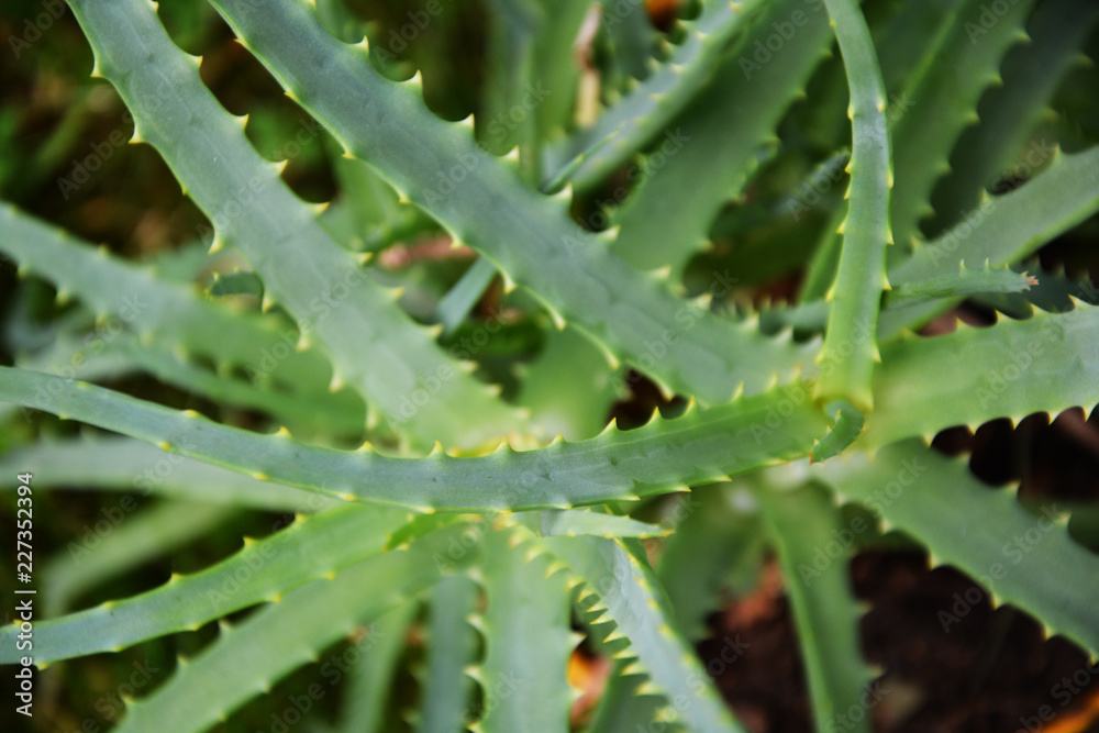 aloe, plant, green, nature, cactus, leaf, aloe, succulent, macro, closeup, vera, garden, leaves, grass, flora, water, desert, detail, flower, natural, grow, tree, botany, dew, cucumber aloe, plant, green, nature, cactus, leaf, aloe, succulent, macro, closeup, vera, garden, leaves, grass, flora, water, desert, detail, flower, natural, grow, tree, botany, dew, cucumber