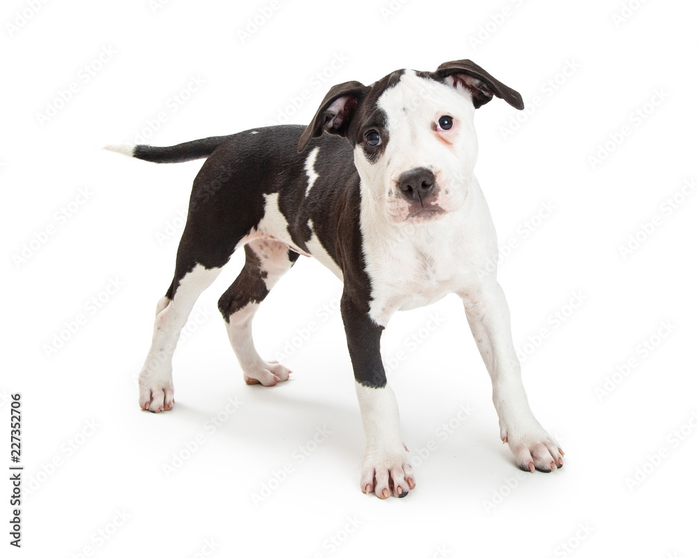 Cute Pit Bull Terrier Puppy