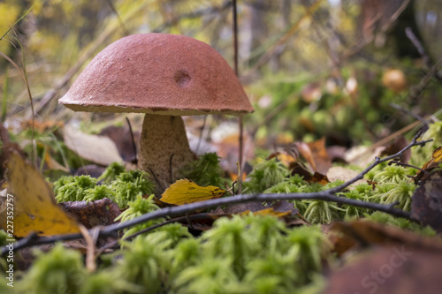 Mushroom in the autumn Forest.