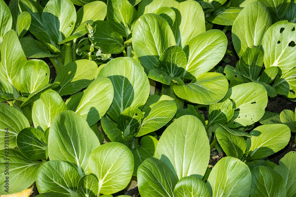pak choi cultivated outdoor pak choi cultivated outdoor