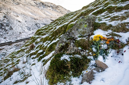 Flowers on a Snowy Mountainside
