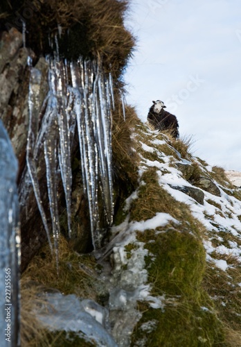 Icicles with a Herdwick Sheep in the background