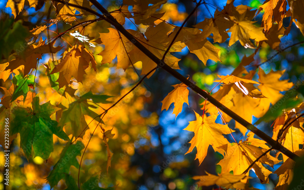 Autum orange, yellow and green leaves in sunny forest. Autum orange, yellow and green leaves in sunny forest.