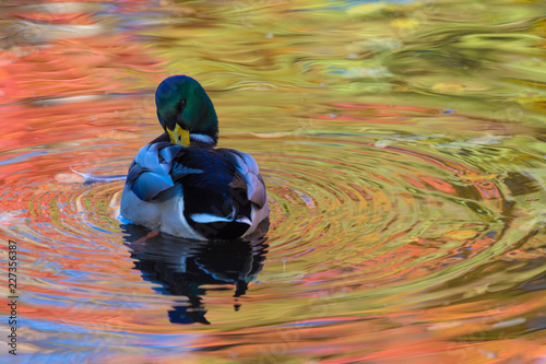 The duck or drake in the city lake or the pound cleaning plumage in the water colored in yellow, red and orange by means of the beak