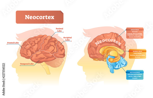 Neocortex vector illustration. Labeled diagram with location and functions. photo