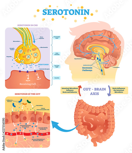 Serotonin vector illustration. Labeled diagram with gut brain axis and CNS. photo