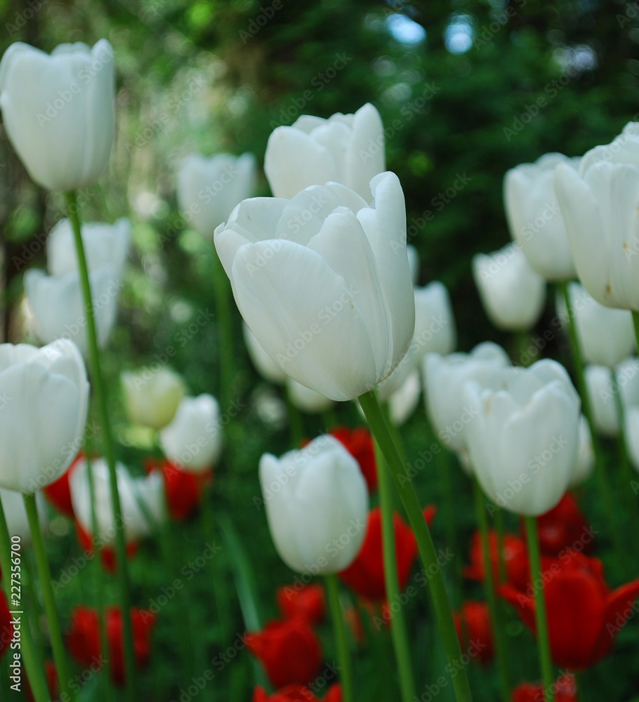 Fototapeta premium white tulips in the garden
