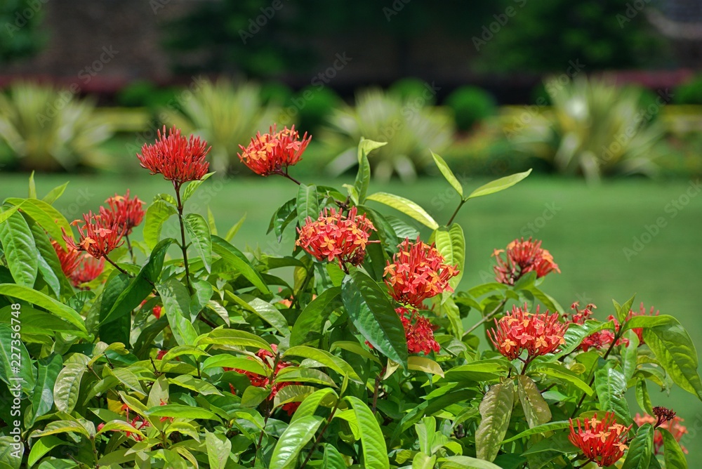 BEAUTIFUL FLOWERS IN GOLCONDA FORT BEAUTIFUL FLOWERS IN GOLCONDA FORT