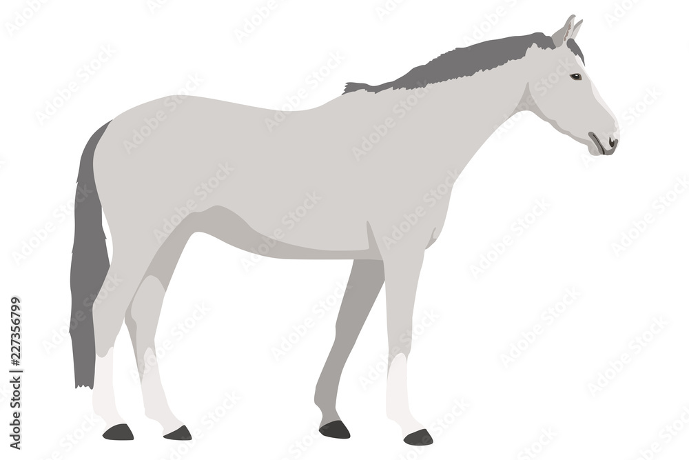 hellgraues Pferd