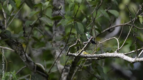 White throated Hummingbird perched on a branch. Wind moves the branches and leaves. Bird shakes its head and looks around.  photo