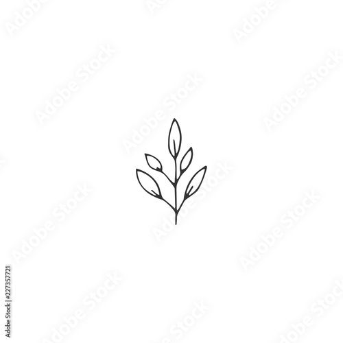 Vector floral hand drawn element in elegant and minimal style.