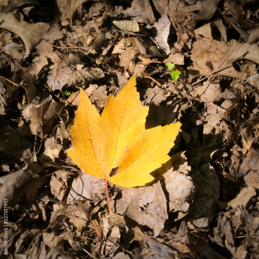 Close-up of yellow maple autumn leaf on ground in forest Close-up of yellow maple autumn leaf on ground in forest