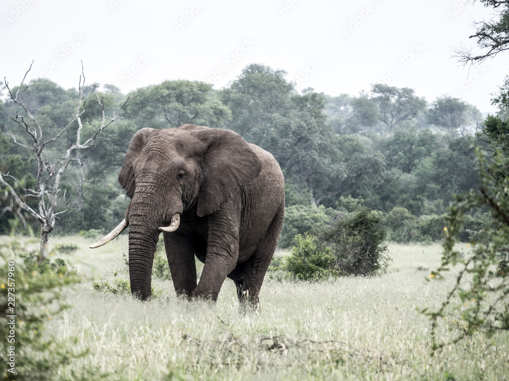 Obraz premium no_fence