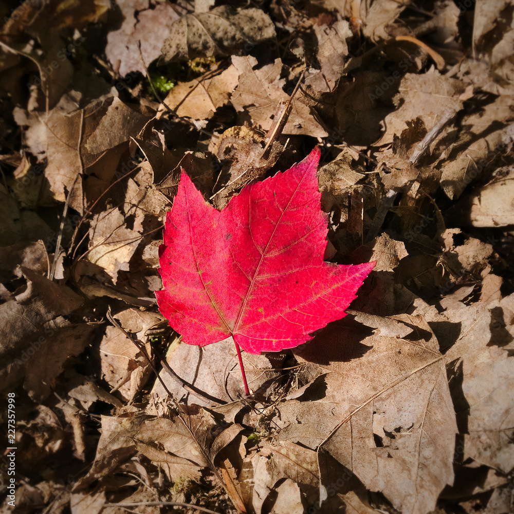 Close-up of red maple autumn leaf on ground in forest