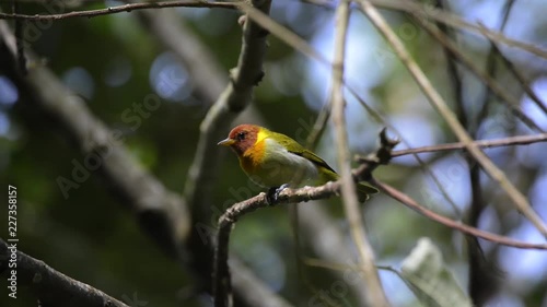 Rufous headed Tanager bird perched on a branch. Wind moves the branches. The bird looks around and sings. 