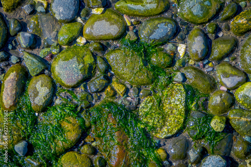 Above view of selective focus of lagae in the stones left behind during low tide in the lake in Vilupulli in Chiloe island, Chile